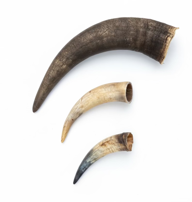 Cow Horn