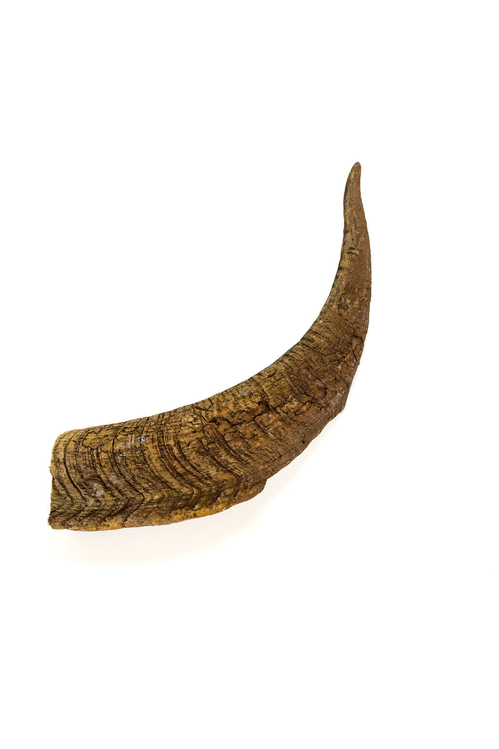Goat/Sheep Horns