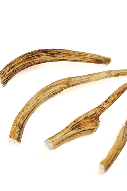 Deer Antler