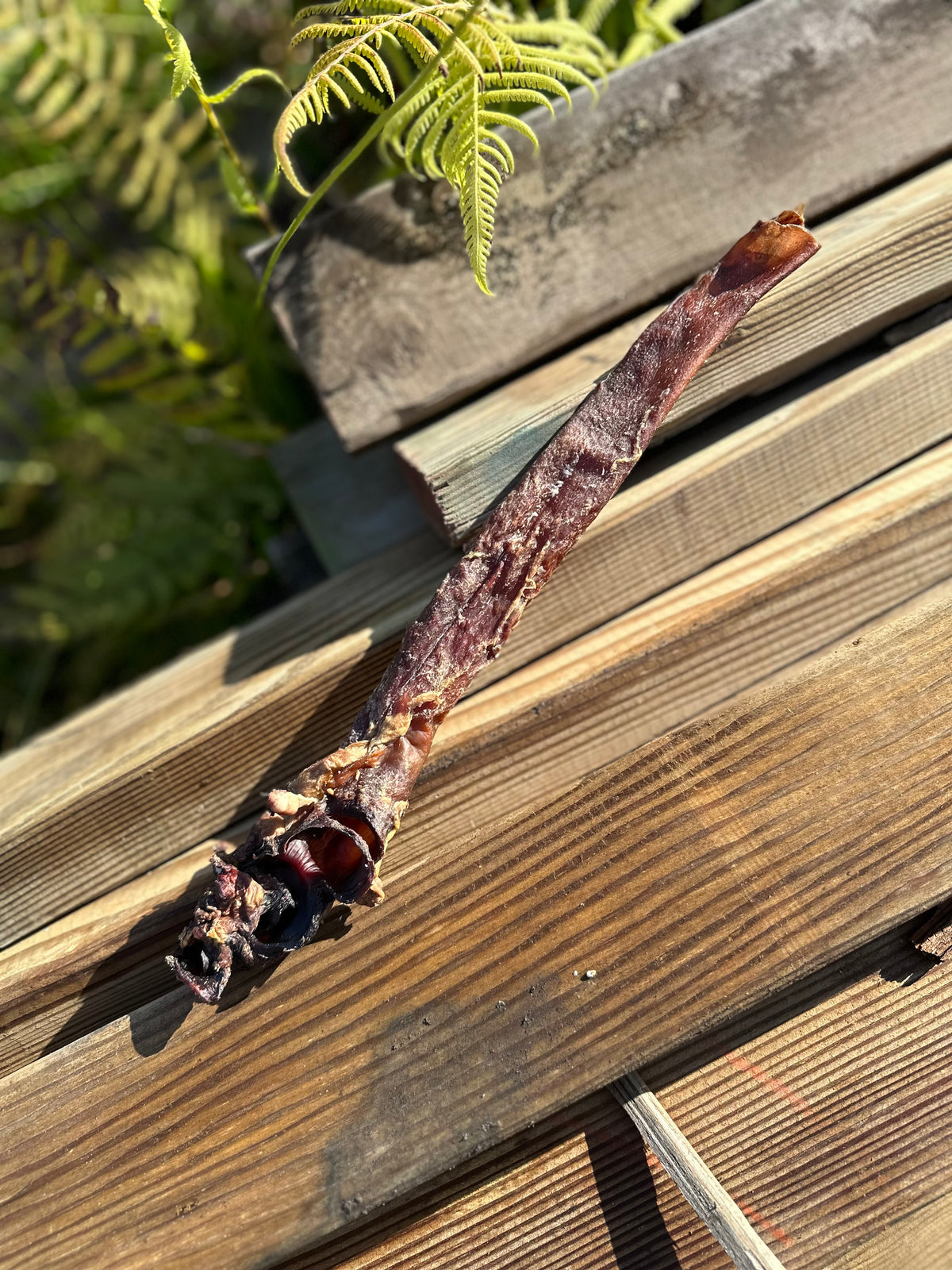 Beef Artery