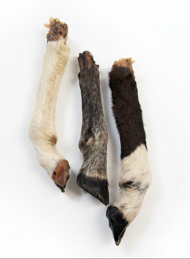 Goat or Sheep Leg