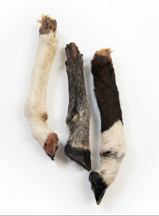 Goat or Sheep Leg