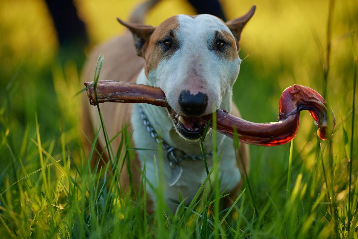 Bully Stick