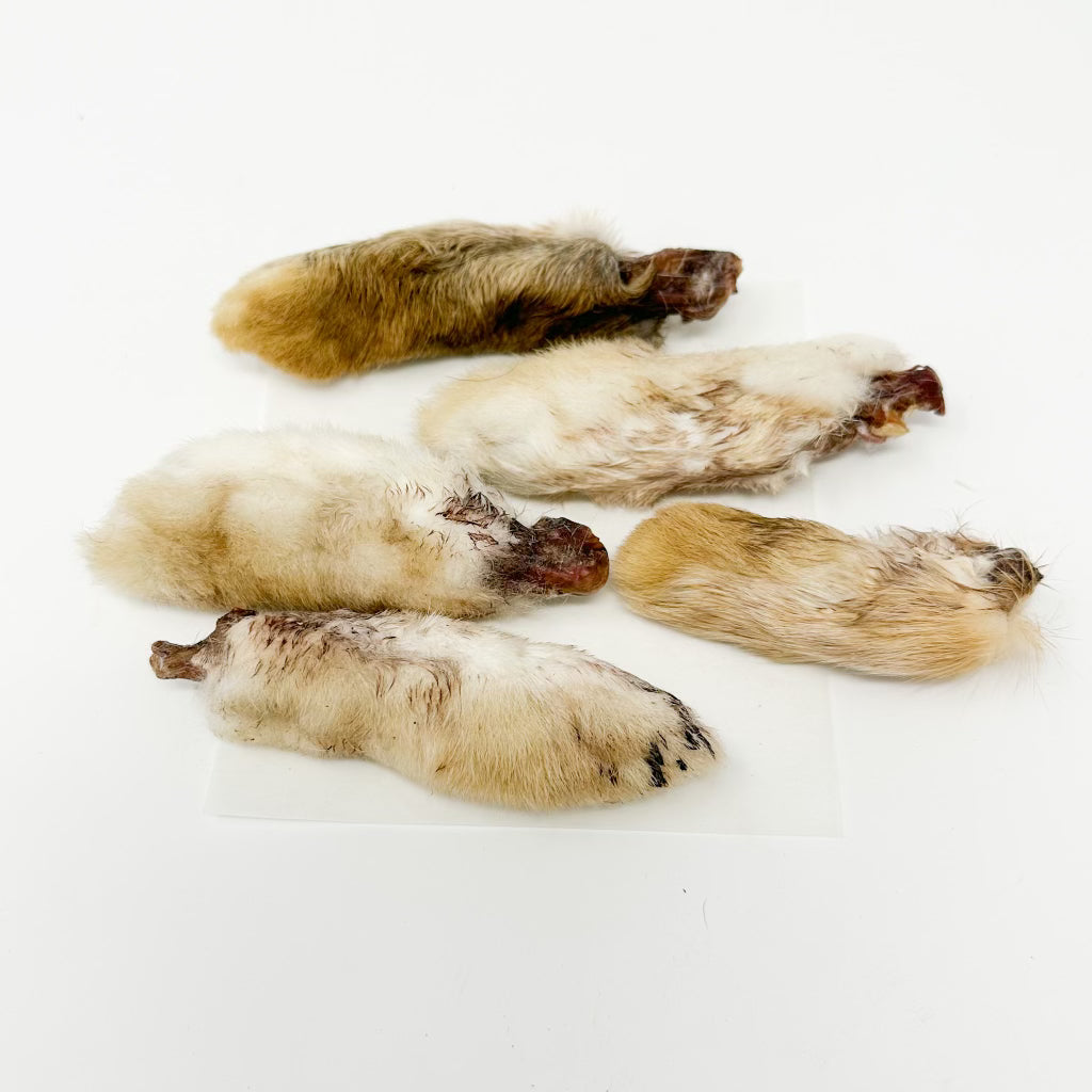 Rabbit Feet